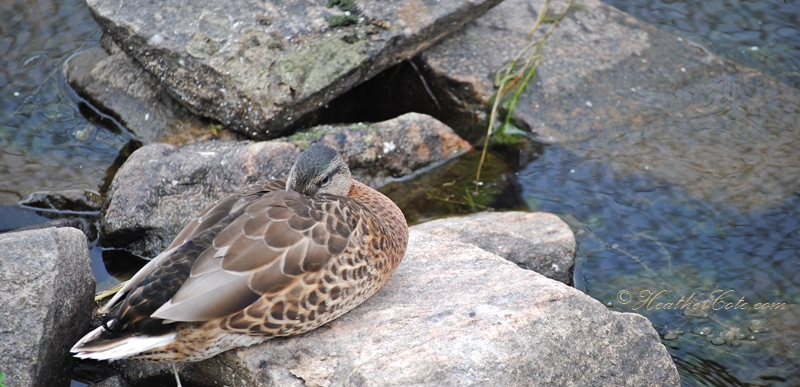 female.duck.3.2013