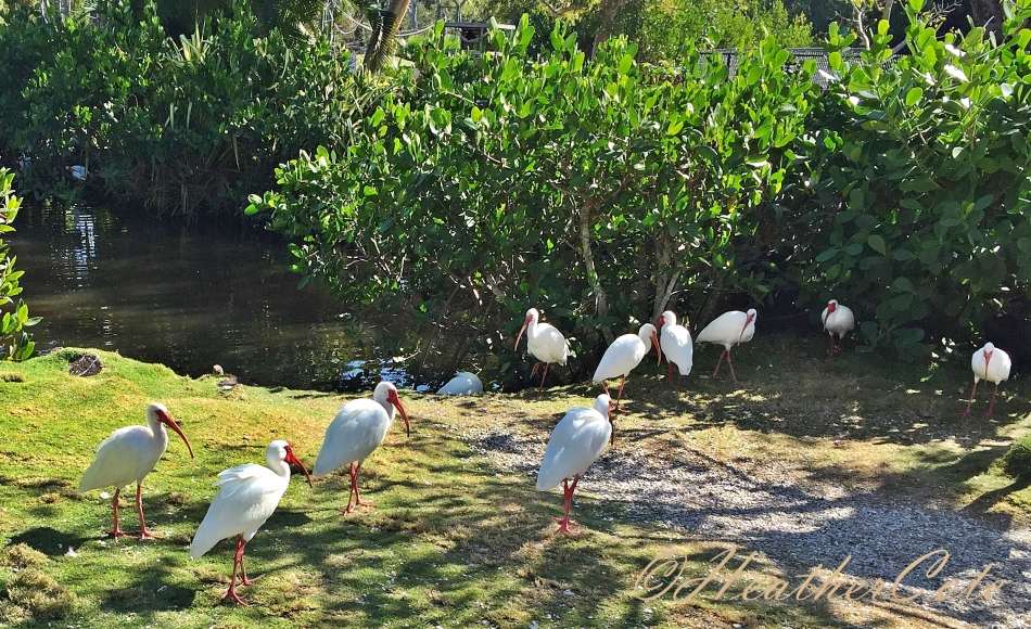 white.ibis.2016